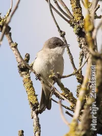 Braamsluiper [Sylia curruca]